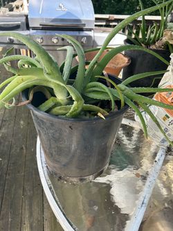 Aloe Vera plants