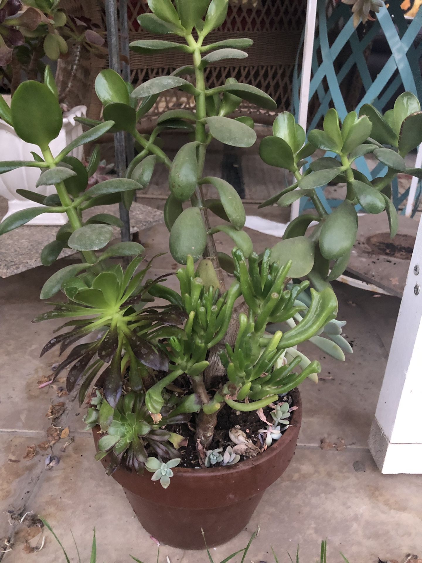 Succulents arrangement