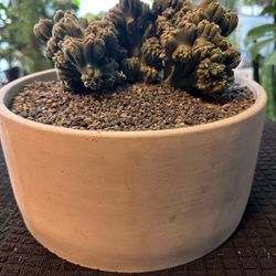 Crested Cereus Cactus on 9” Planter 