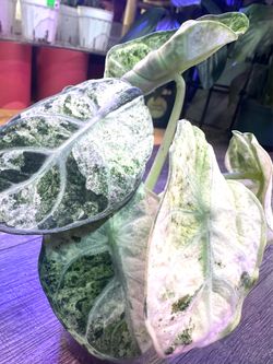 Ninja Tricolor Alocasia Variegated Plant