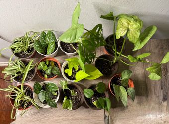 Indoor house plants