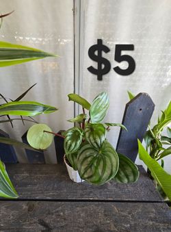 Peperomia Watermelon