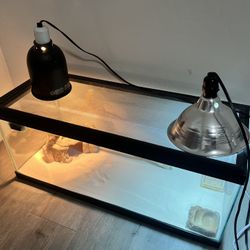 Bearded Dragon Enclosure