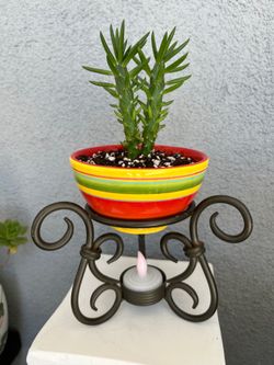 OMG! - 🌵 Cacti Cool ( View My Many Other Displays )