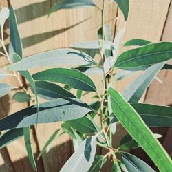 LIVE PLANT 3ft Eucalyptus Camaldulensis subsp. Obtusa - Silverton Red Gum