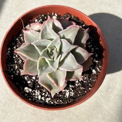 Echeveria madiva