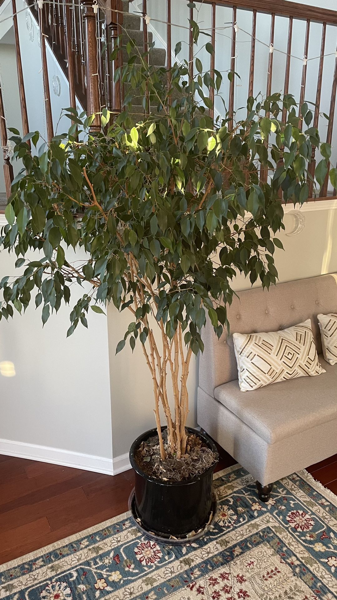 Weeping Fig Indoor Plant 