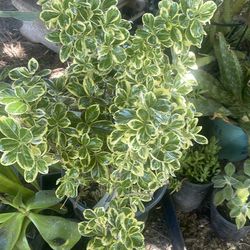 Bush full sun euonymus silver queen