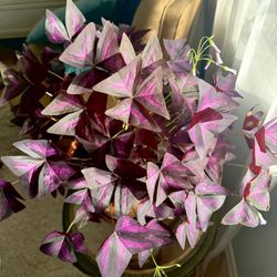 Gorgeous Oxalis Plant