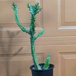 Euphorbia lactea variegata