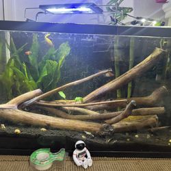 swordtail planted fish tank