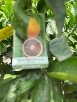 Moro blood Orange tree 5gal $85, 15gal $200, 25gal $500