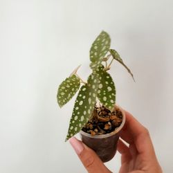 Begonia Polka Dot 
