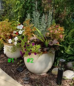 Potted plants outside
