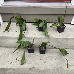 NIGHT BLOOMING CEREUS 