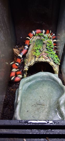 Reptiles