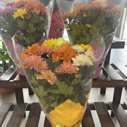 •	Rainbow Daisy Mum  Plant $25 Each