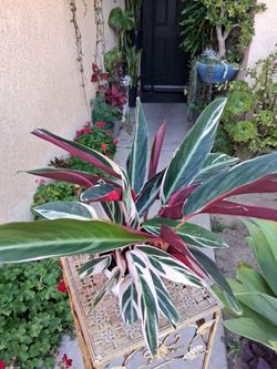 Stromanthe Triostar Plant $35