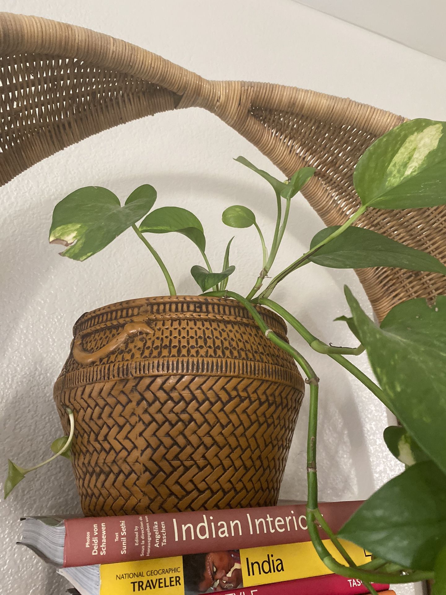 Pathos Plant In Ceramic Basket Planter