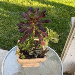 Tall Beautiful Succulent In  Pedestal Planter