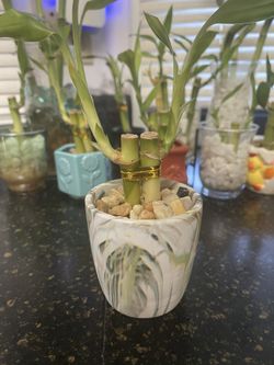 2 Bamboo Stalks In Back And White Vase With Rocks 