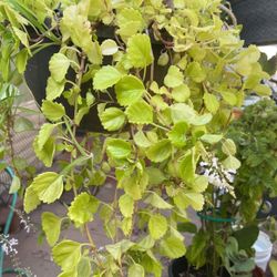 Beautiful Money Plant  and Other 