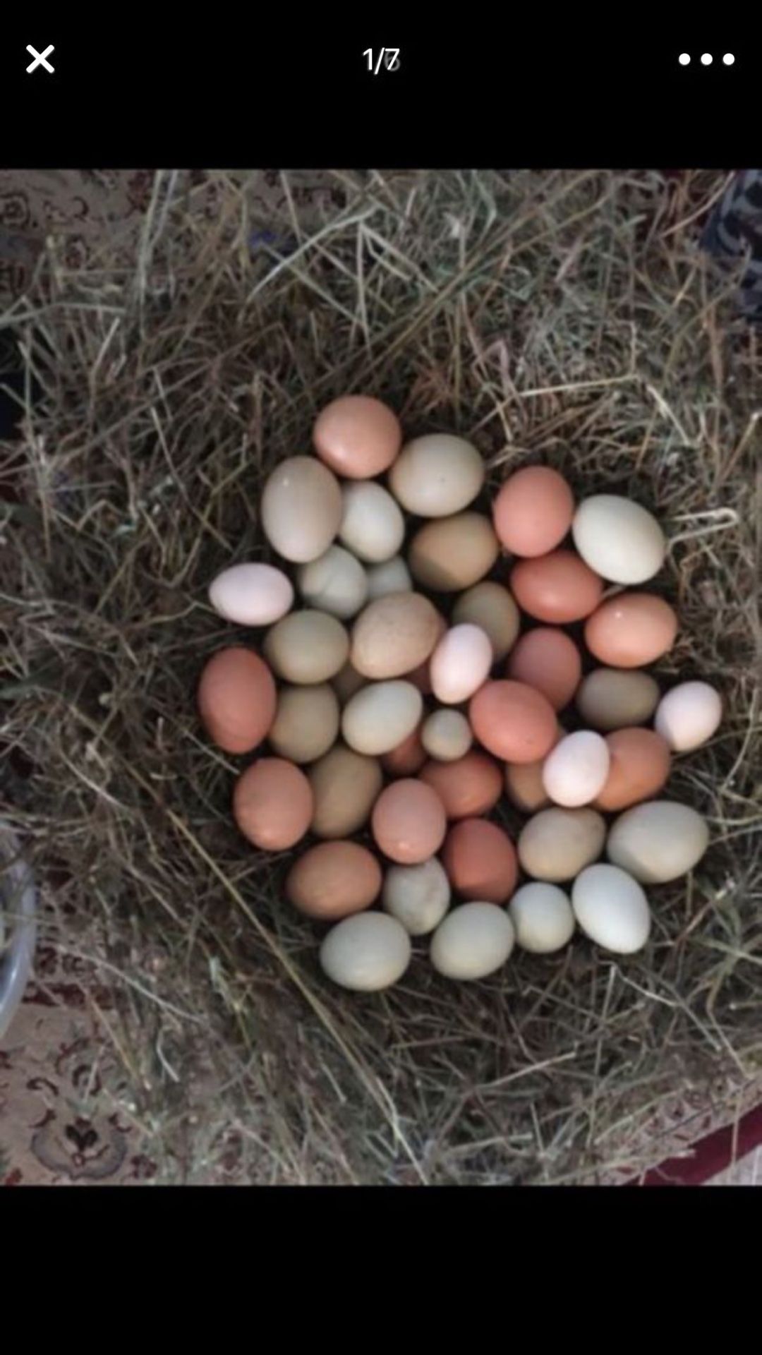 fertile chicken eggs 12 for $10 1 dozen
