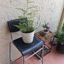 Plant + Plant Stand 