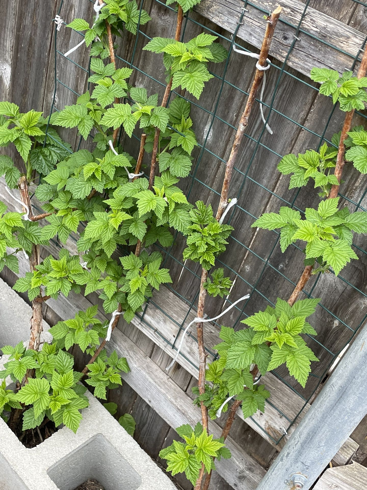 Raspberry Plants, Red And Golden Available