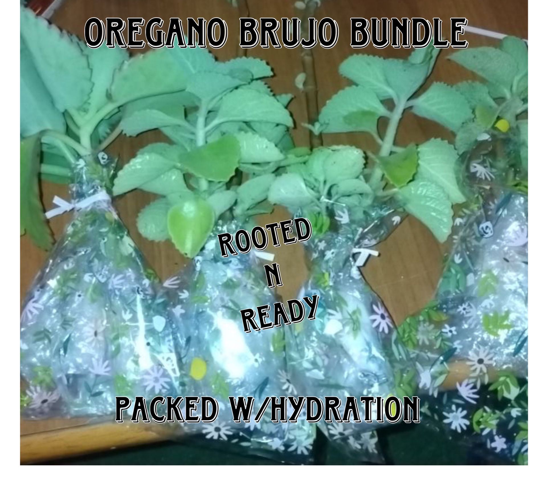 Oregano brujo 2 Full plants Plus free
