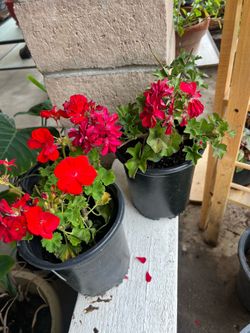 Red geranium/ ivy geranium