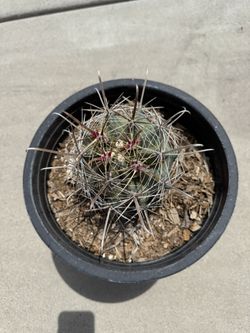 Fishhook Barrel Cactus