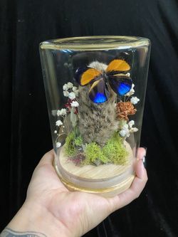 Taxidermy 