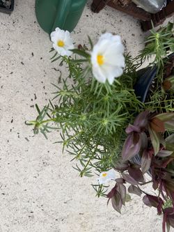 Moss rose, wandering Jew & turtle vine together