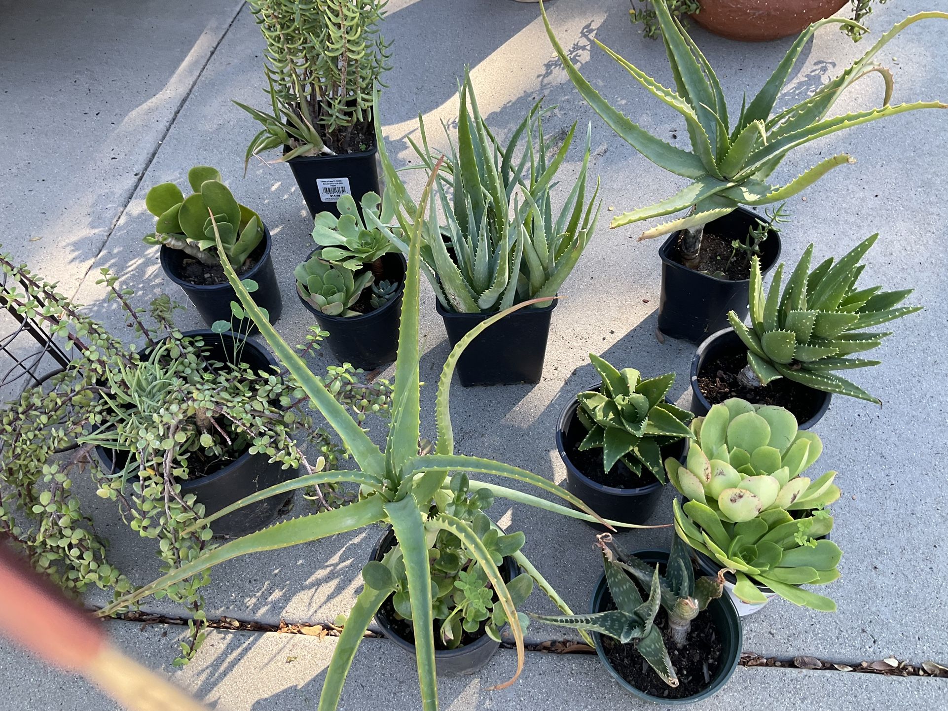 Different Succulents Plants