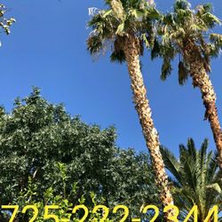 Palm Tree Trimming 🌴