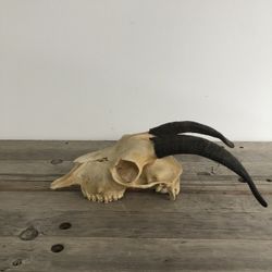 2 Small Real Decorative Goat Skulls