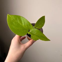 Golden Pothos 2“ pot Live plant indoor