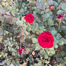 Assorted rose cuttings
