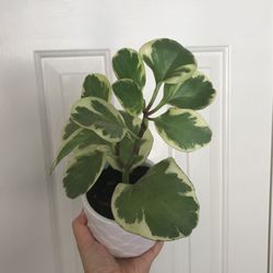 Beautiful Variegated Peperomia Plant With Pot