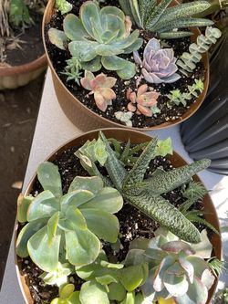 Succulents For Sale
