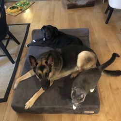 Big Barker 7” Orthopedic Foam Dog Bed