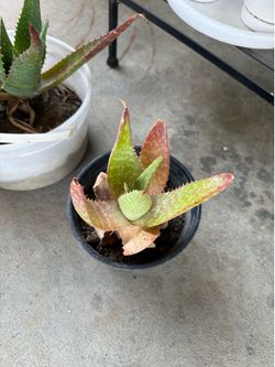 Free Aloe Plants