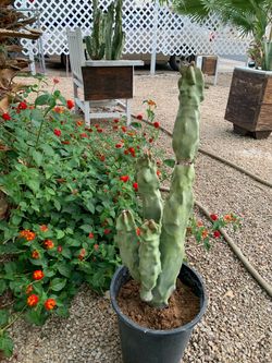 Large Columnar Cactus in Black Nursery Pot