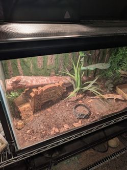 40 gallon Reptile Terrarium with Decor Setup
