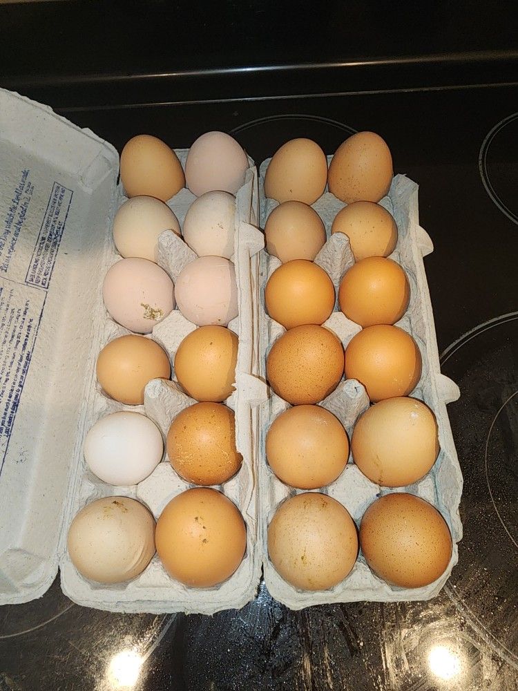 Farm Fresh Eggs $4 Per Dozen