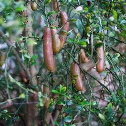 Finger Lime Trees