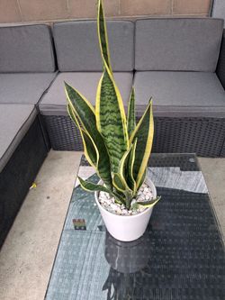 Snacke plant (decorative pot)