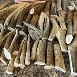 Antler Chews