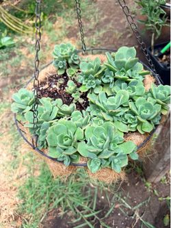 Hanging succulents